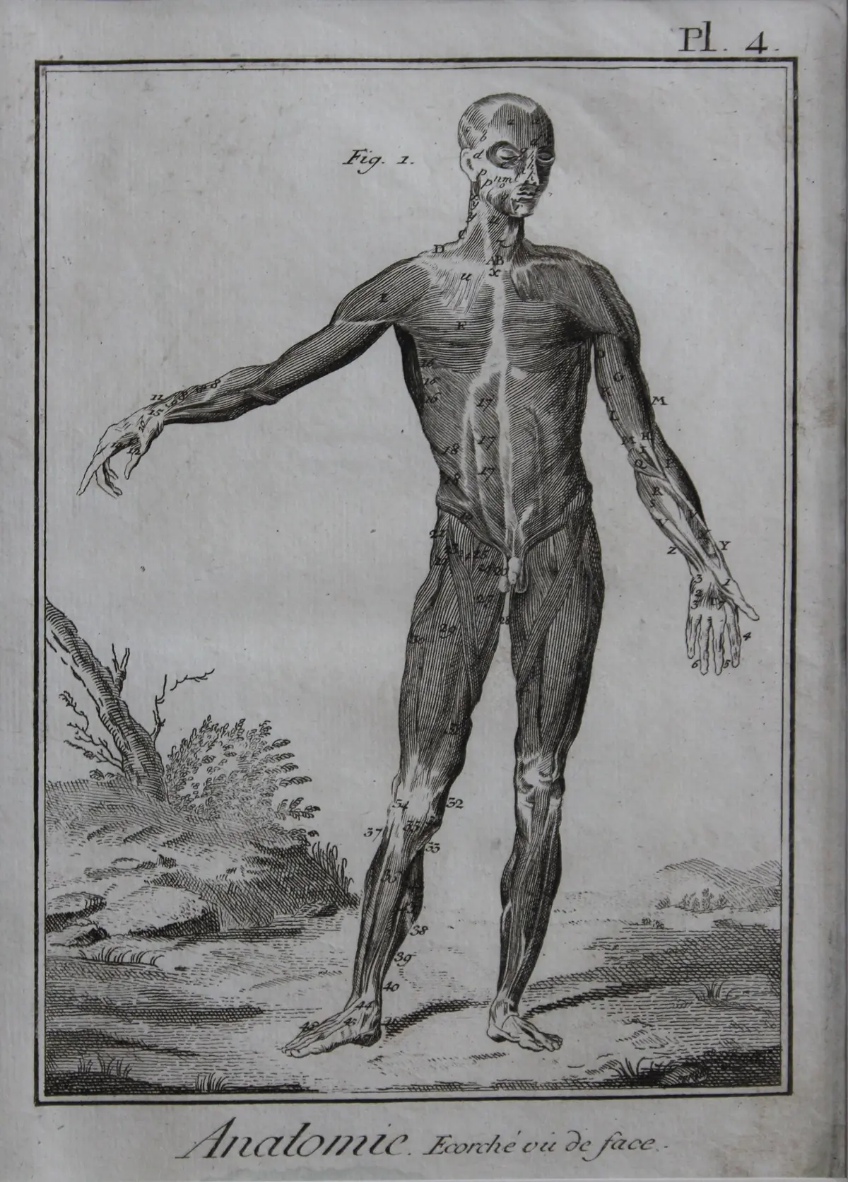 Historyczna rycina anatomiczna przedstawiająca układ mięśniowy człowieka od przodu